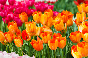 Beautiful spring flowers.  colorful tulips. Floral Background.