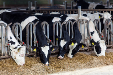 Fototapeta na wymiar Cows in a farm. Dairy cows