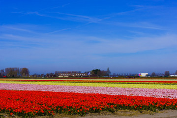 Fototapeta premium tulip flowers field. colorful tulip farm