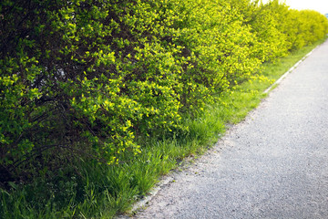 Obraz premium road in a park with green bushes