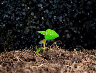 Green sprout growing from soil with black background