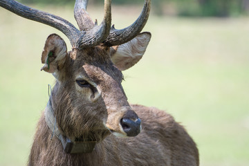 Sangai or Thamin deer 