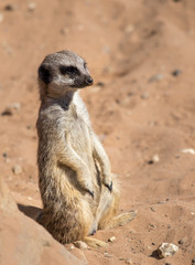 Meerkat on lookout