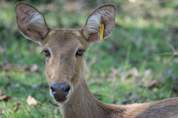 Sangai or Thamin deer 
