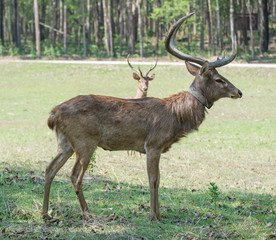 Sangai or Thamin deer 