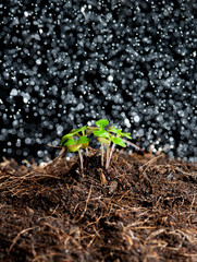 Green sprout growing from soil with black background