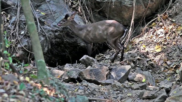 Very rare Fea's muntjac or Tenasserim muntjac (Muntiacus feae)