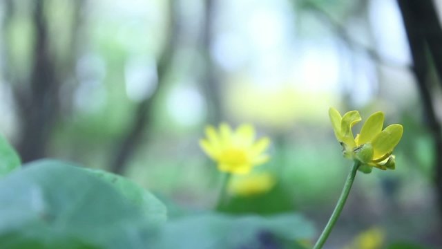 yellow flower of spring background