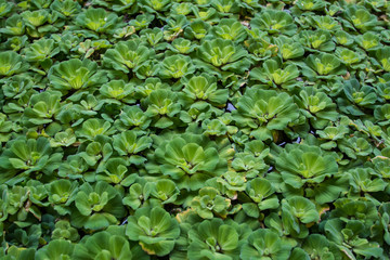 green duckweeds in marsh, plants