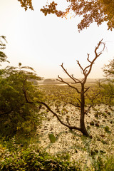 Old tree on green water algae