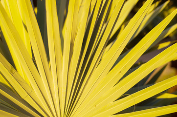 Palm Fronds