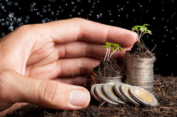 Human hand sheltering coins and young plant