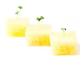 hydroponic vegetable sprout in planting sponges