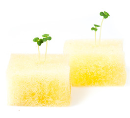 Hydroponic Tomato sprout in a yellow sponge
