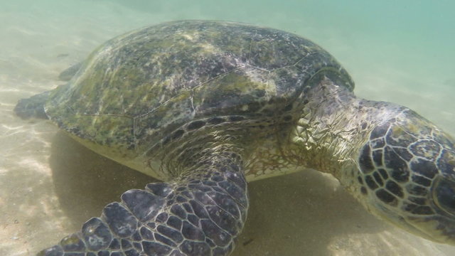 large sea turtle underwater close-up