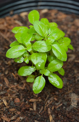 Seedlings growing in the greenhouse