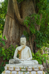 white sitting buddha statue under the Bodhi Tree