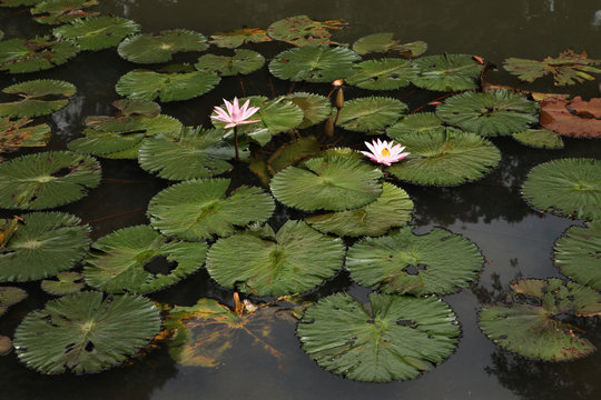 Lotus in the Bogor Botanical Gardens, Indonesia.