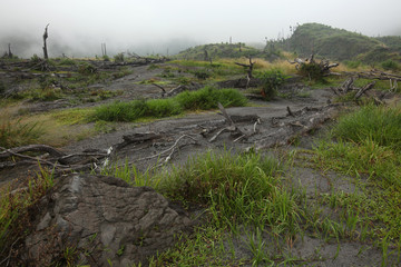 Tropical forest, Mount Merapi, Central Java, Indonesia.