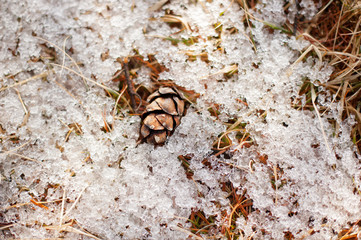 雪解けと松ぼっくり