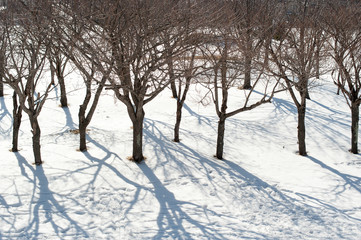 冬の桜の木