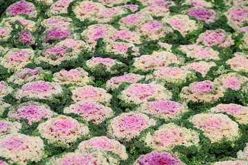 Decorative cabbage plantation