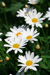 white daisy flower