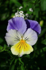 violet and Yellow Flower