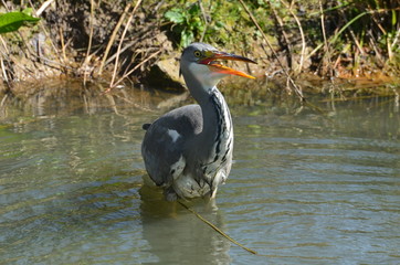 Héron cendré (Ardea cinerea)
