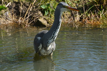 Héron cendré (Ardea cinerea)