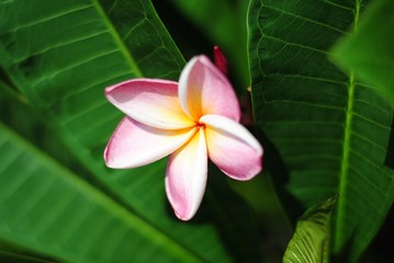 plumeria flowers