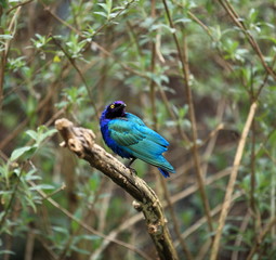 choucador pourpré perché