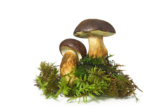 Mushroom Bay Bolete (Boletus radius) on white background