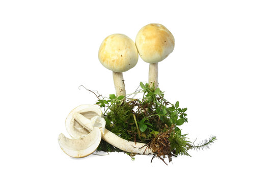 mushroom abruptly-bulbous agaricus (Agaricus abruptibulbus)