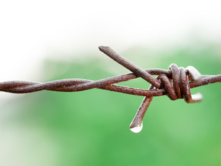 Barbed wire close-up with drops of water in rainy day