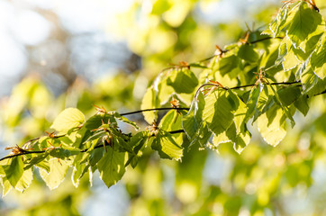 Frische Blätter im Sonnenlicht im Frühling