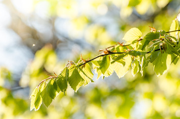 Frische Blätter im Sonnenlicht im Frühling