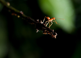 Ant close-up