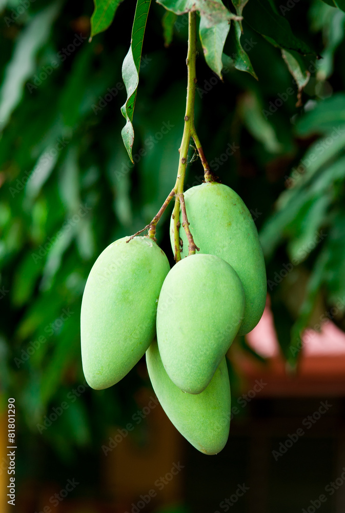 Poster green mango