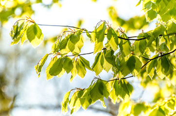 Blätter im Sonnenlicht im Frühling