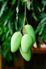 Green mango