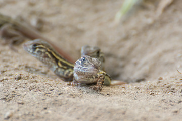 Butterfly Agama Lizard (Leiolepis Cuvier) , thailand