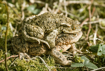Mating frogs