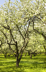 Fototapeta premium Apple garden