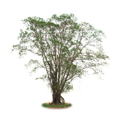 Obraz premium isolated deciduous tree on a white background