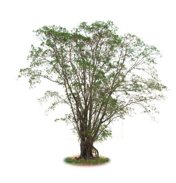 isolated deciduous tree on a white background