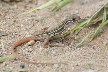 Butterfly Agama Lizard (Leiolepis Cuvier) , thailand