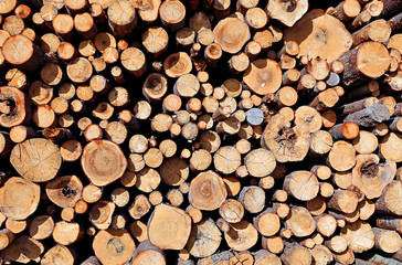 Set of felled logs