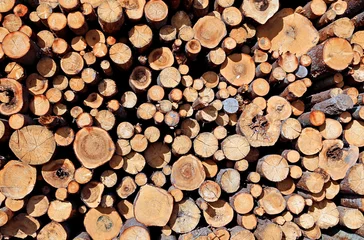 Möbelaufkleber Set of felled logs © kingan