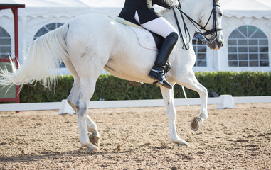 Dressage Horses